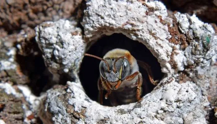 Santuario de la abeja melipona